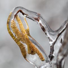 Eiszeit (Bild: Verena Schönenberger)