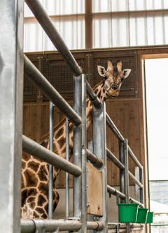 Rapperswil: Knie Kinderzoo Nachzug zu den vier Giraffenbabys (Bild: Jil Lohse)