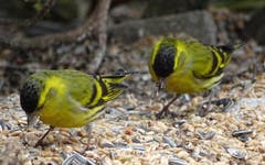 Die hübschen Zeisigmännchen erscheinen jetzt oft am Futterplatz. (Bild: Franz Portmann)