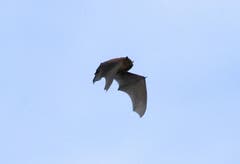 Auch ein Frühlingsbote: Die erste Fledermaus des Jahres. (Bild: Emil Suter)