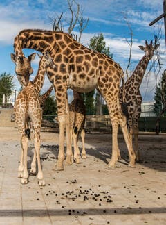 Rapperswil: Knie Kinderzoo Nachzug zu den vier Giraffenbabys (Bild: Jil Lohse)