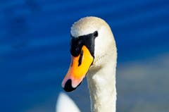 Höckerschwan (Bild: Schmid Marianne)