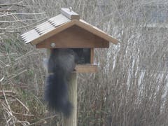 Ein neuer Gast am Vogel-Futter-Haus. (Bild: Hedi Makart)