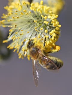 Bei so schönem Wetter wird fleissig Nektar gesammelt. (Bild: Bruno Schuler, Buochs)