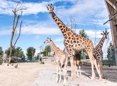Rapperswil: Knie Kinderzoo Nachzug zu den vier Giraffenbabys (Bild: Jil Lohse)
