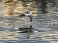 Abflug! (Bild: H. Zurbuchen)