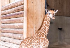 Rapperswil: Knie Kinderzoo Nachzug zu den vier Giraffenbabys (Bild: Jil Lohse)