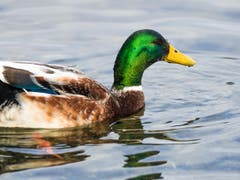 Schönheit vom Sempachersee. (Bild: H. Zurbuchen)