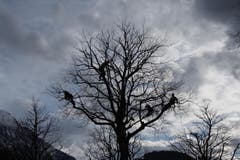 Der Frühling ist im Anzug. (Bild: Margrit Ammann-Rast)
