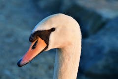 Schwan beim Ruhen am Abend. (Bild: Karl Odermatt)