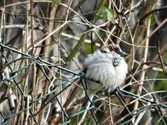 Diese Schwanzmeise plustert sich heftig auf und hofft, dass dadurch die klirrende Kälte etwas erträglicher wird. Aufgenommen in Meggen. (Bild: Margrith Imhof-Röthlin)