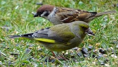 Der Grünfink und der Feldsperling mit schwarzem Wangenfleck und schokoladebraunem Scheitel teilen sich am Futterplatz die letzten Körner. (Bild: Franz Portmann)