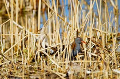 Eine Wasserralle – fotografiert am Klingnauer Stausee. (Bild: Schmid Marianne)