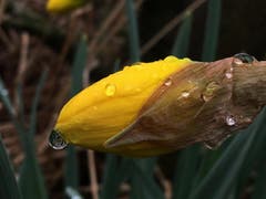 Märzenstern im Regen (Bild: Toni Sieber)