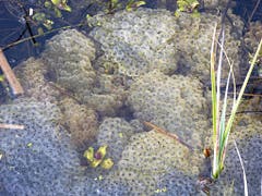 Die Frösche haben für Nachwuchs gesorgt. Das Leben im Teich geht weiter. (Bild: Josef Lustenberger)