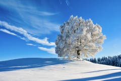 Sommerlinde im Winter (Bild: H.-J. Nüesch)