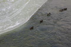 Schön dem Eis entlang, flussabwärts auf der kleinen Emme in Wolhusen. (Bild: Edi Ulmi)