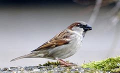 Der häufige Haussperling hat einen grauen Scheitel und eine schwarze Kehle. (Bild: Franz Portmann)