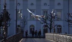 Morgenflug. (Bild: Alfred ( Ledi) Herzog)