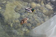 Stockenten im glasklaren Wasser der kleinen Emme in Wolhusen. (Bild: Edi Ulmi)