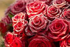 Happy Valentin .... oder: für dich solls rote Rosen regnen! (Bild: Priska Ziswiler-Heller)