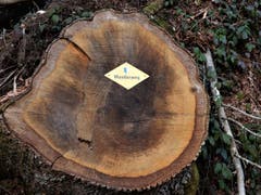 Auch der längste Marsch beginnt mit dem ersten Schritt ! Aufgenommen im Wagenmoos. (Bild: Margrith Imhof-Röthlin)