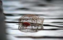 Der Frühling lässt noch auf sich warten (Bild: Rolf Schweizer)
