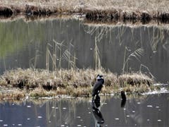 Hier sieht man Wasser und da ist ein Vogel, also muss es ein Wasservogel sein ! Aber was genau, im Google wurde ich leider nicht schlau. (Bild: Margrith Imhof-Röthlin)