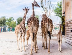Rapperswil: Knie Kinderzoo Nachzug zu den vier Giraffenbabys (Bild: Jil Lohse)