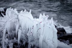 Am Bodensee wird Wind und Wetter entgegengehalten, hier in Horn. (Bild: Remo Schläpfer)