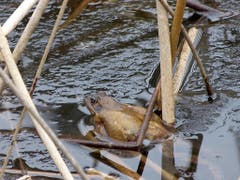 Diesen Frosch konnte ich mit Schneebällen nicht vertreiben. Ist er vielleicht wegen den tiefen Temperaturen wieder erstarrt? Ich habe nur diesen gesehen, die vielen anderen waren alle schon wieder weg. (Bild: Josef Lustenberger)