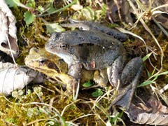 Heute schien teilweise die Sonne, dazwischen regnete es immer wieder. Das hat die Frösche aus dem "Busch" geklopft. Hunderte strömten hüpfend, allein oder zu zweit, auf der Wiese dem Teich zu. (Bild: Josef Lustenberger)