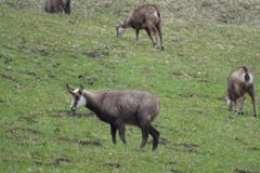 Die Gämsen kommen in den Talgrund zum Gras fressen. Aufgenommen bei Dummlibach, bei Melchtal. (Bild: Bruno Ringgenberg)