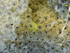 Ein buntes Mosaik aus Froschlaich! (Bild: Josef Lustenberger)