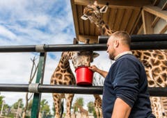 Rapperswil: Knie Kinderzoo Nachzug zu den vier Giraffenbabys (Bild: Jil Lohse)
