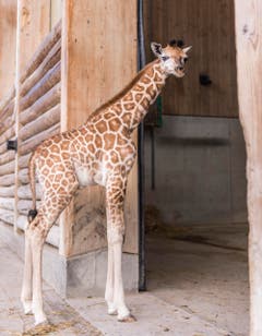 Rapperswil: Knie Kinderzoo Nachzug zu den vier Giraffenbabys (Bild: Jil Lohse)