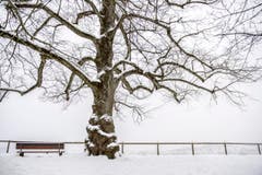 Winter St. Gallen St. Georgen (Bild: Urs Bucher)