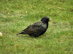 Ein neuer Gast kam mich besuchen und scheint etwas Nahrung zu suchen. So schön war dieser Star (Altvogel im Schlichtkleid), der in Meggen zu Besuch war ! (Bild: Margrith Imhof-Röthlin)