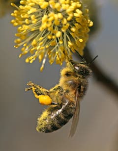 Diese Biene ist eine wahre Akrobatin! (Bild: Bruno Schuler, Buochs)