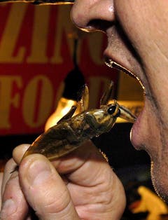 Ein Tourist probiert in Thailand eine Heuschrecke. (Bild: Keystone)