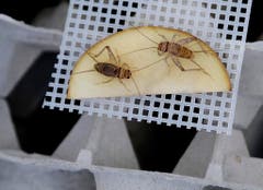 Vorerst sind in der Schweiz drei Insektenarten als Lebensmittel zugelassen. Dies sind Grillen... (Bild: Keystone)