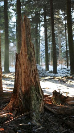 Noch liegt Schnee... (Bild: Irene Wanner)