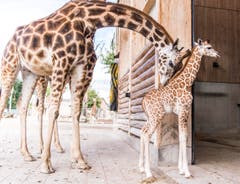 Rapperswil: Knie Kinderzoo Nachzug zu den vier Giraffenbabys (Bild: Jil Lohse)