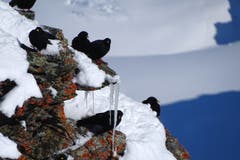 Bergdohlen auf dem Gornergrat (Höhe 3089 m.ü.M.). (Bild: Bruno Ringgenberg)