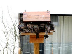 Invasion der Stare im Futterhäuschen. In circa zehn Minuten war das Futter leergepickt. (Bild: Ruth Schmid)