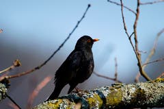 Amsel (Bild: Schmid Marianne)