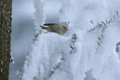 Wintergoldhähnchen (Bild: Aeschlimann)