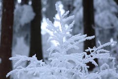 Rauhreif im Wald (Bild: Aeschlimann)
