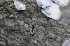 Stockente im glasklaren Wasser der kleinen Emme in Wolhusen. (Bild: Edi Ulmi)