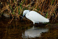 Der Seidenreiher ist ein selten gesehener Vogel. (Bild: Schmid Marianne)